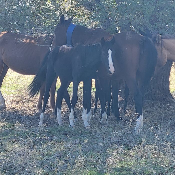 Жабағы Карабайыр тұқымы