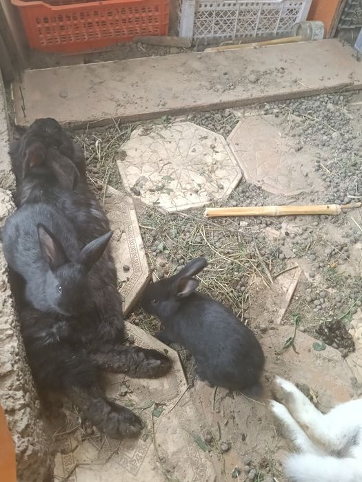 Предаются кролики и крольчата