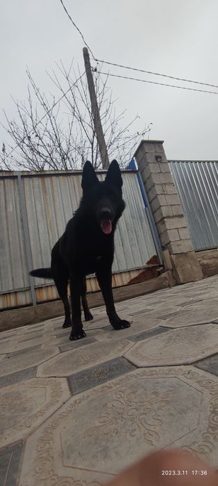 Вязка ВЕО кобель