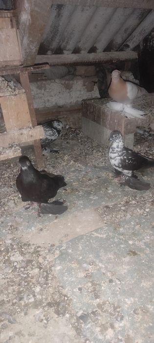 Голуби в продаже имеются