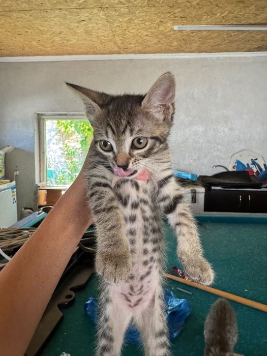 Котята 2 мес, девочки , к лотку приучены