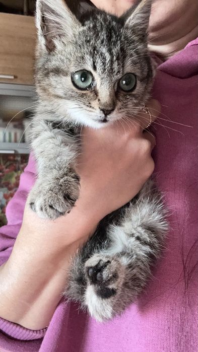 Отдам котенка девочка 3-4 мес