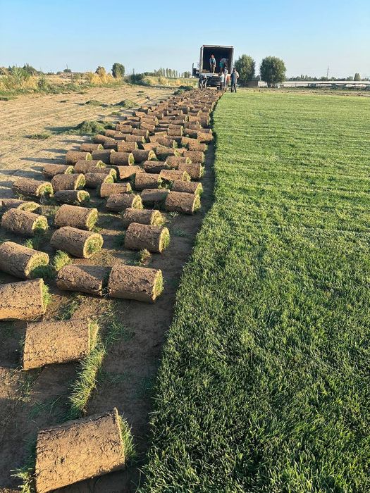 Газон таййор рулон полив установка