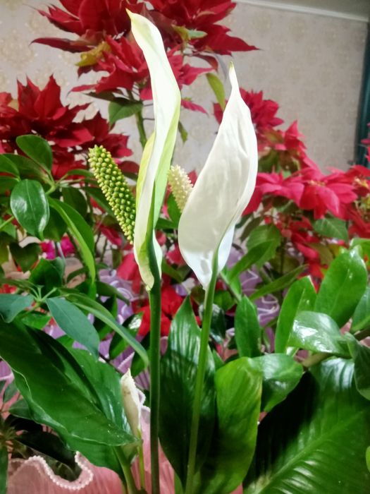 Продаются комнатные цветы