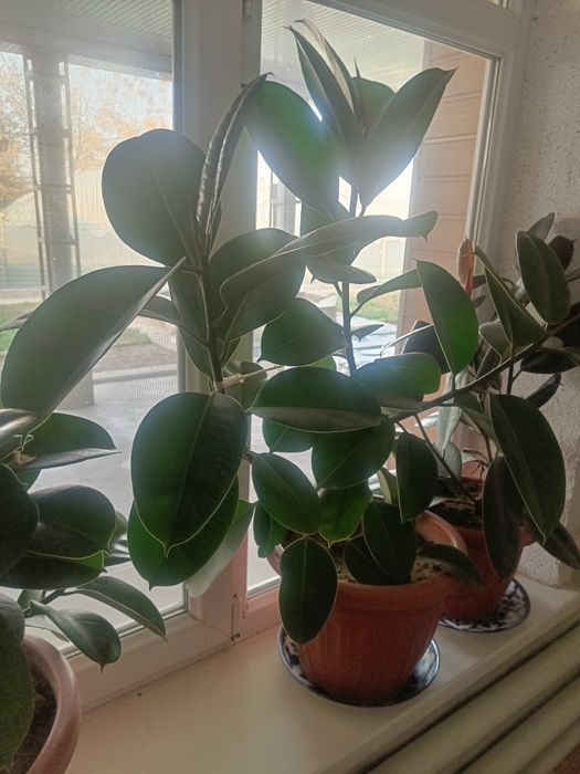 Большие комнатные цветы