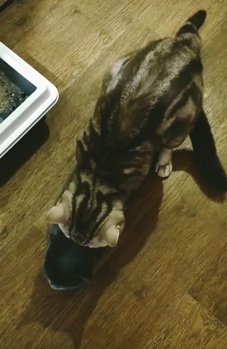 Вязка чистокровный Скоттиш-страйт