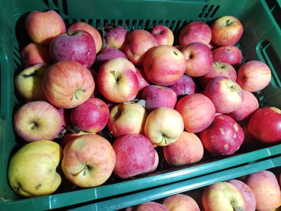 Mere Florina de vânzare.