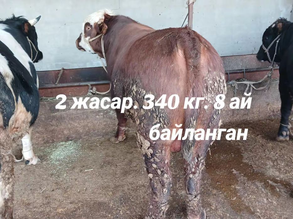Семіз Откорм бұқалар