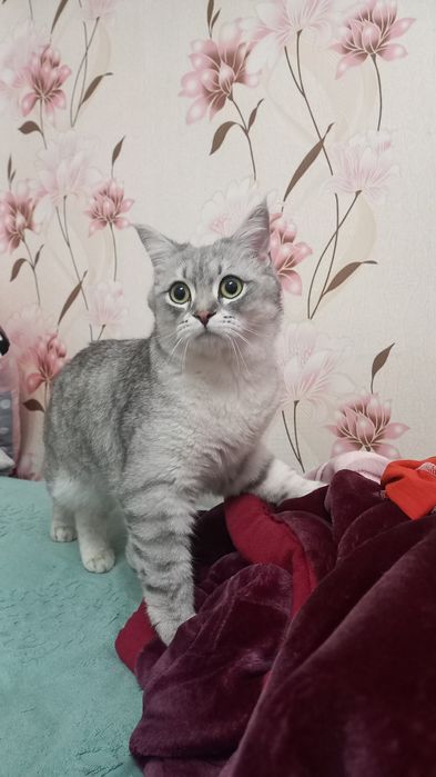 Mushuk sotiladi 30000