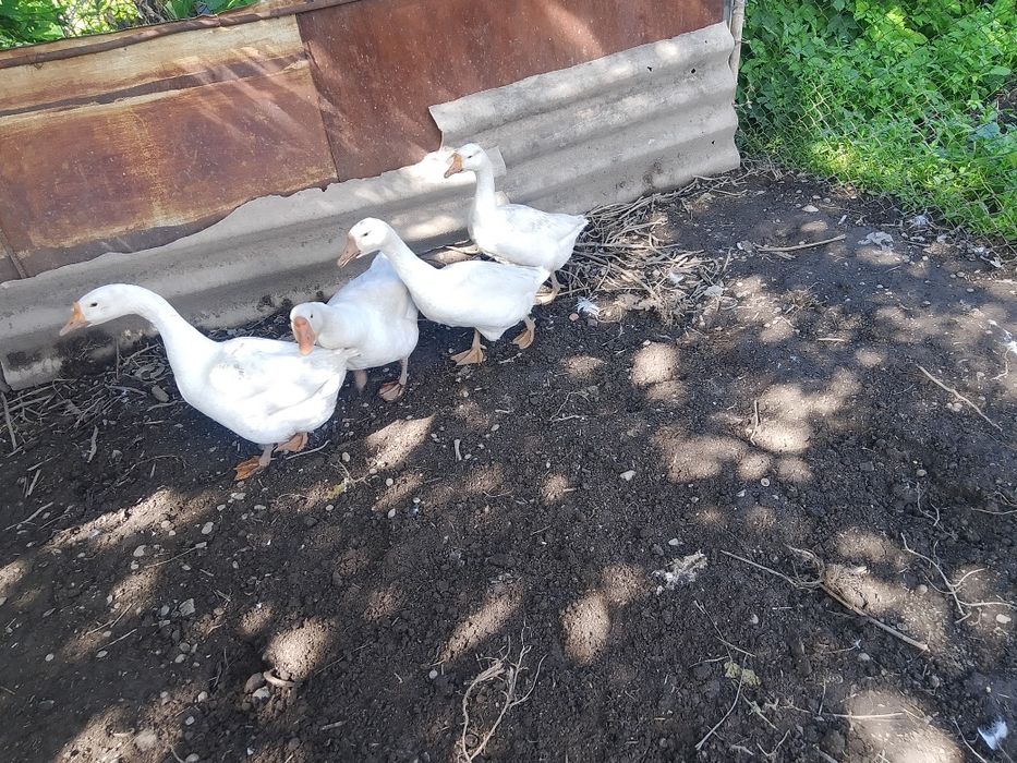 Гуси, линда, каз