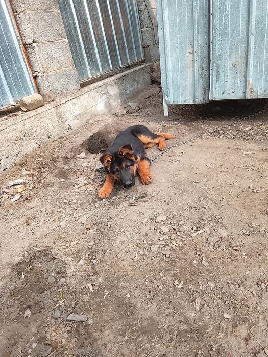 Немис сатылады :