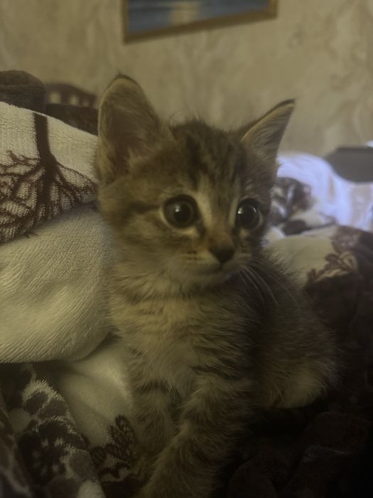 котенок девочка ищет дом