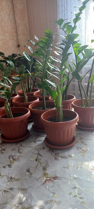 Комнатные растения