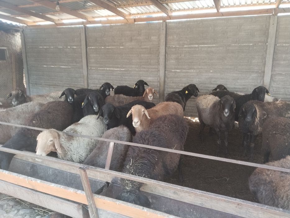 Откормленный бараны овцы