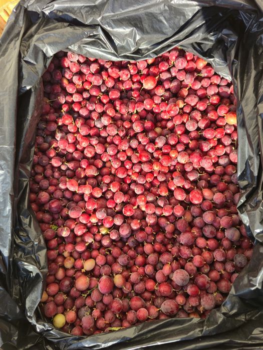 Замороженные ягоды