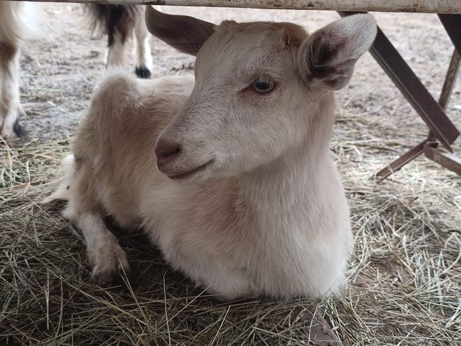 Vând ieduți (băiat și fată)