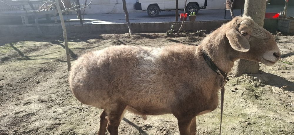 Arashan qochqor sotiladi