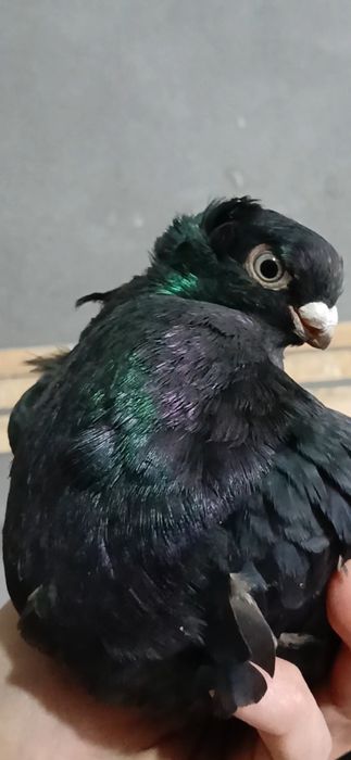 Продается пол не.из.