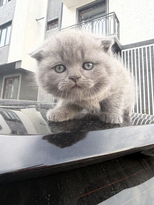 Скоттиш фолд ва британский солтилади