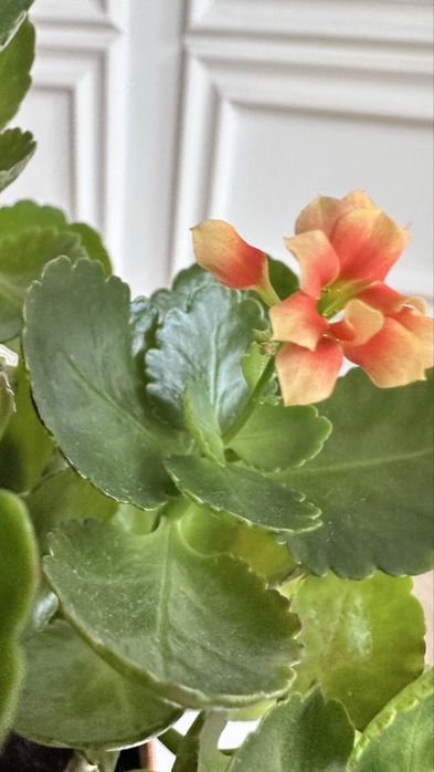 Каланхоэ (каланхое)