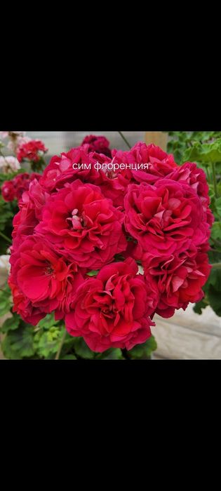 Сортовые пеларгонии