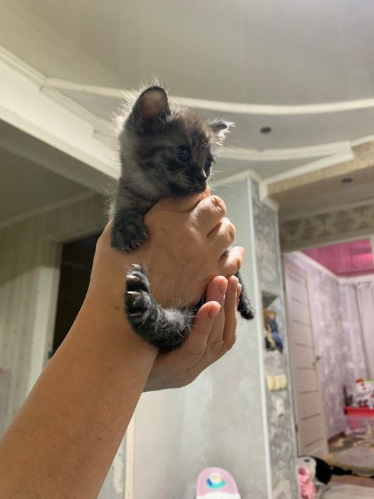 Отдам котят в хорошие руки