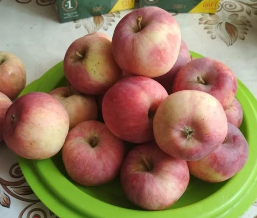 Саженцы яблони сорт Мельба