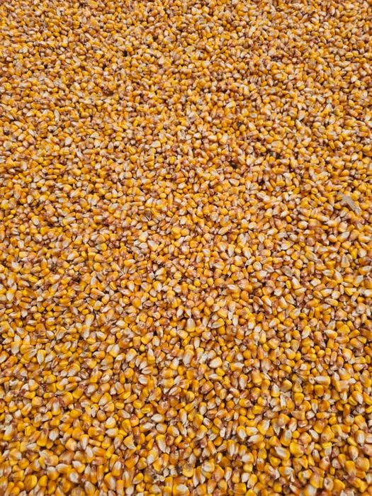 Vând porumb  producție 2025