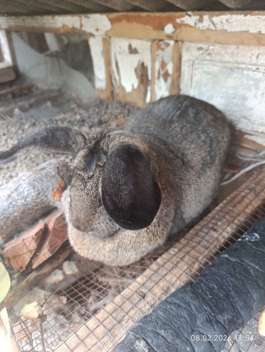 Продам кролика на мясо