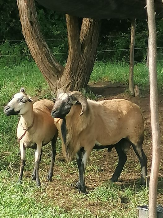 Vând sau schimb doi berbeci de Camerun