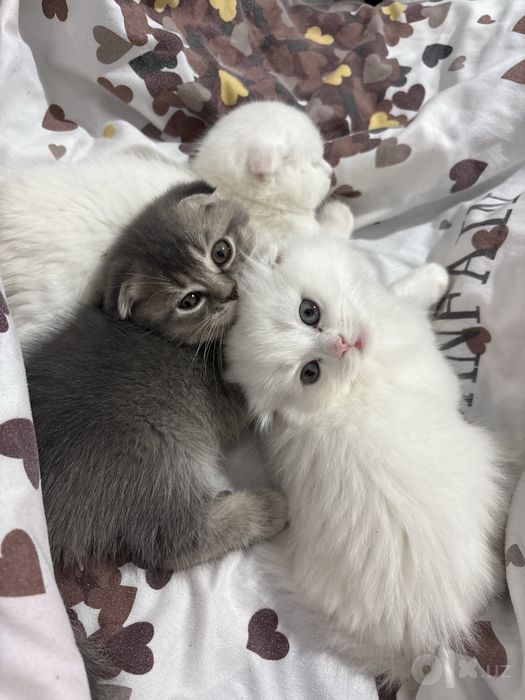 продаю породистых котят