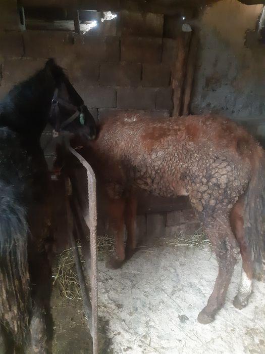 Продаётся жеребьята