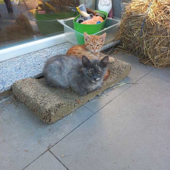 Котенца търсят нов дом