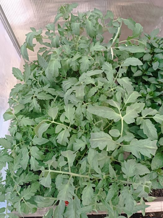 Продам рассаду томатов,перцев