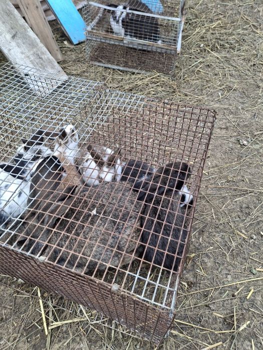 Vand iepruri din diferite rase