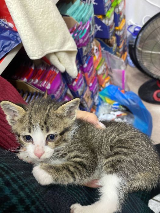 Отдаю котенка  в добрые руки