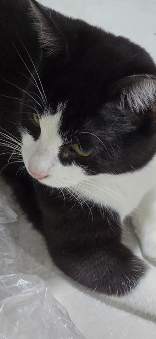 Котенок в добрые руки