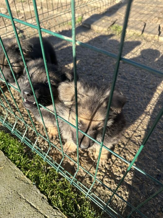 Кученцата на Афра и Рой