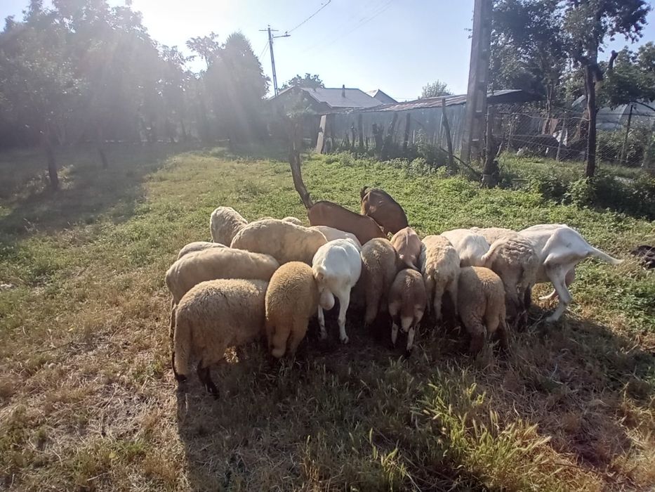 Animale de vanzare