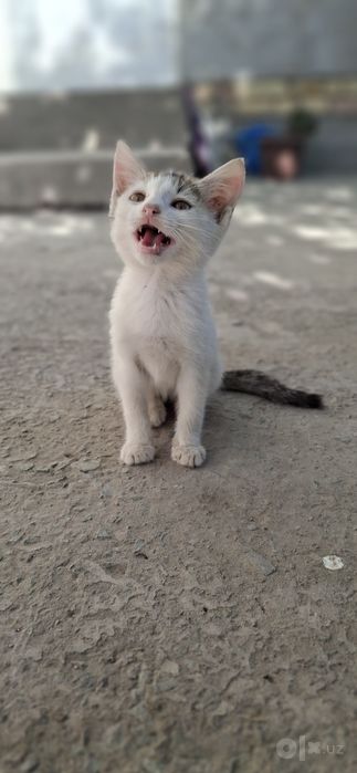 Yaxshi boqadon qizlara bariladi.