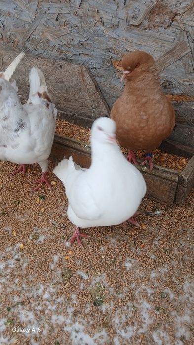 Am de vinzare 4porumbei kingi 2masculi modaini și 1 femela texan