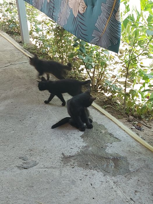 Котята отдам даром