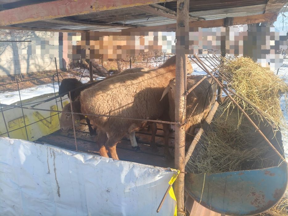 Арашан гисар кошкар урыктыкка кой токты сек тусак