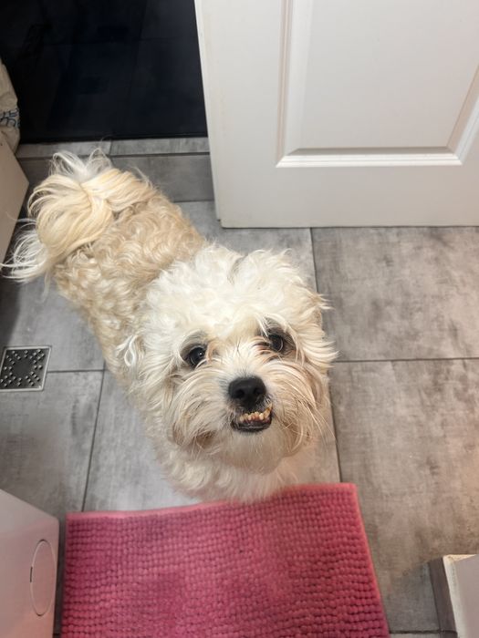 Donez mix bichon talie mica-medie