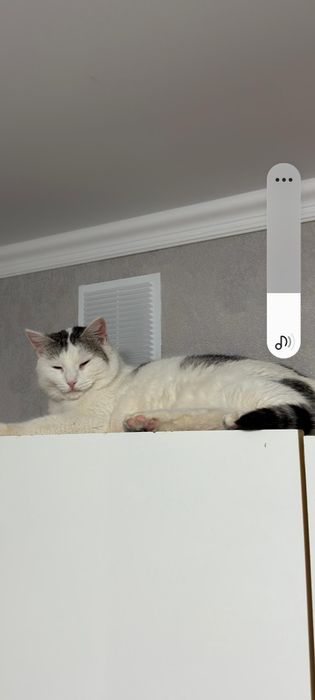 домашние животные