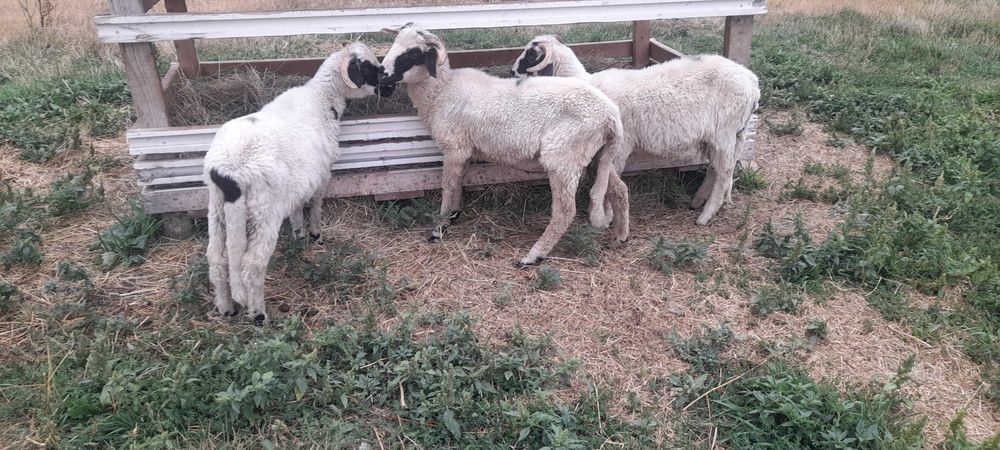 Vând 3 berbecuți breji 600 de lei bucata