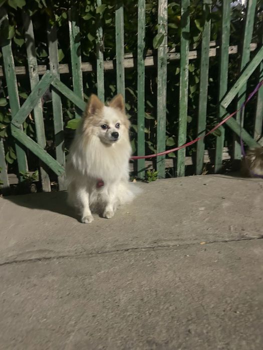 Кобель породы шпиц