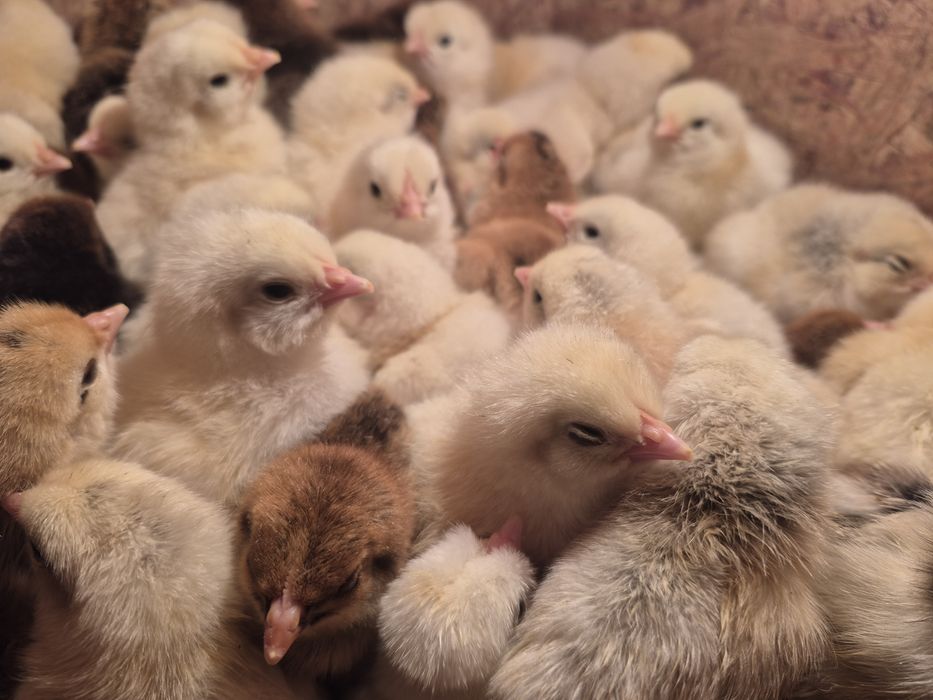 Балапандар цыплята