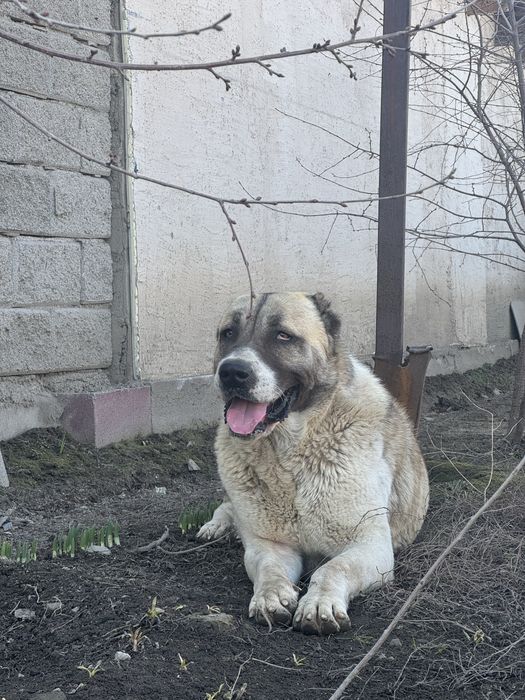 Найден Алабай в районе Коксай