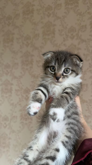 Вислоухий котенок